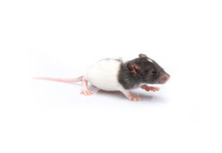 Rats For Sale, Live Pet Rats For Sale, Petco