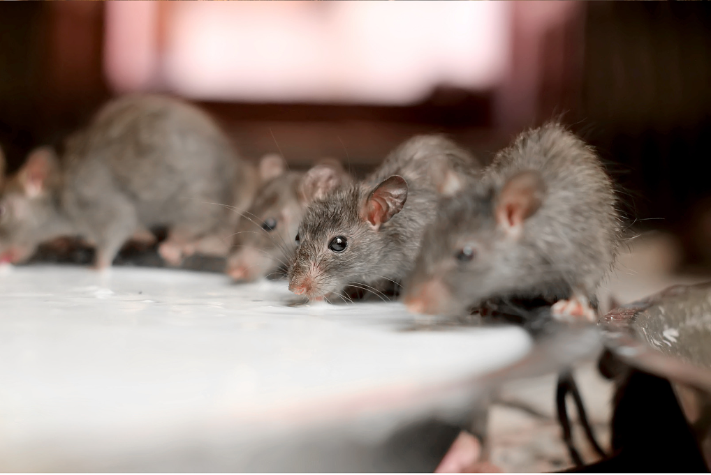 Big Cheese Rodent atelieryuwa.ciao.jp