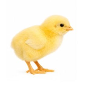 Day Old Chicks
