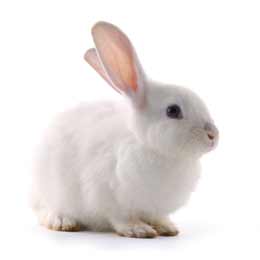 Rabbits