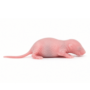 Large Pinky Mice