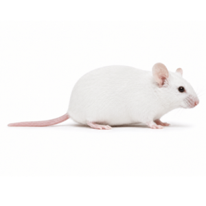 Colossal Mice