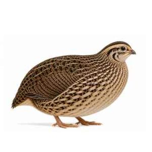 Jumbo Quail