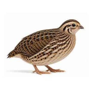 Small Quail