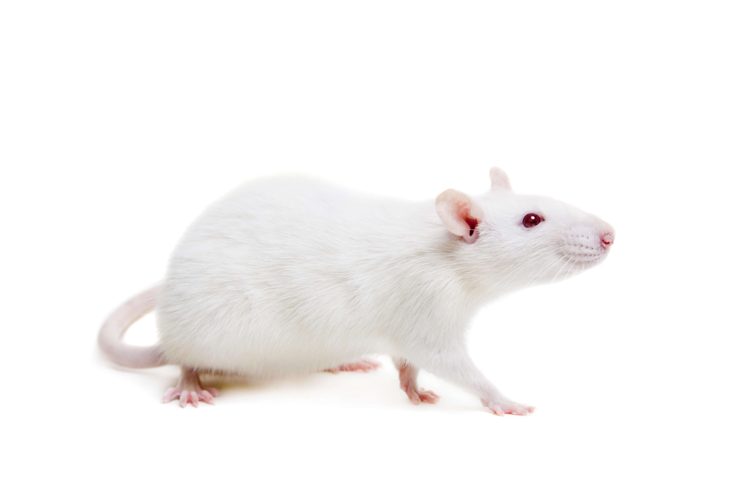 Rats