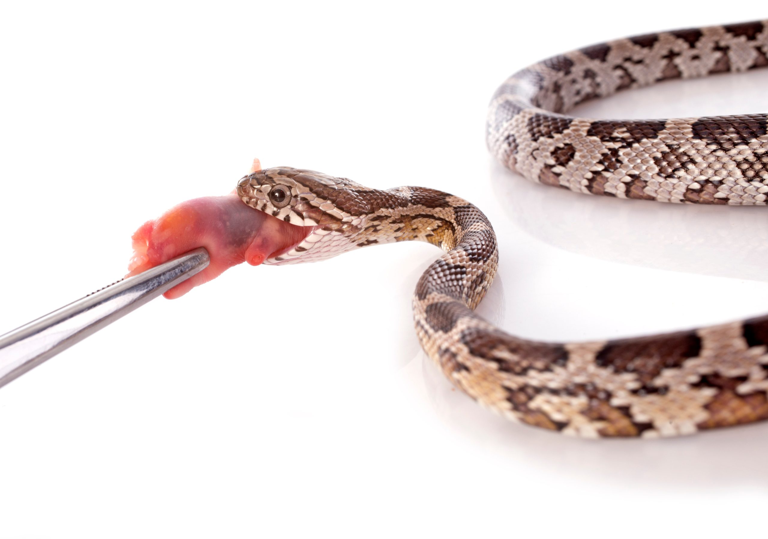 Corn Snake Quick Feeding Chart by Weight: Choose the Right Big Cheese Frozen Feeder Mice Size