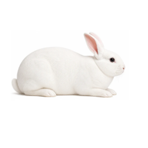Colossal Rabbits