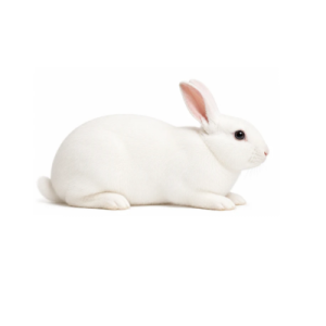 Extra Large Rabbits