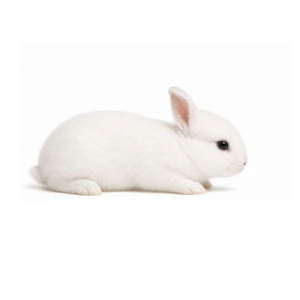 Extra Small Rabbits