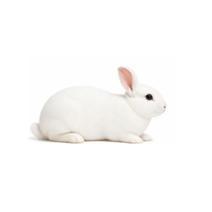 Large Rabbits