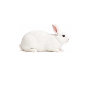 Medium Rabbits