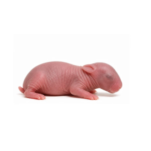 Pinky Rabbits