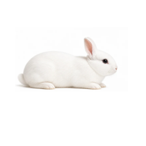 Small Rabbits