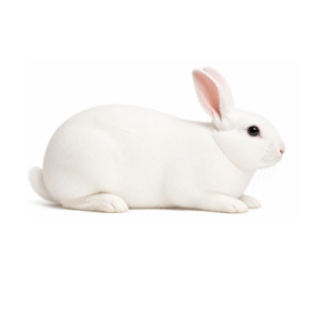 XX Extra Large Rabbits