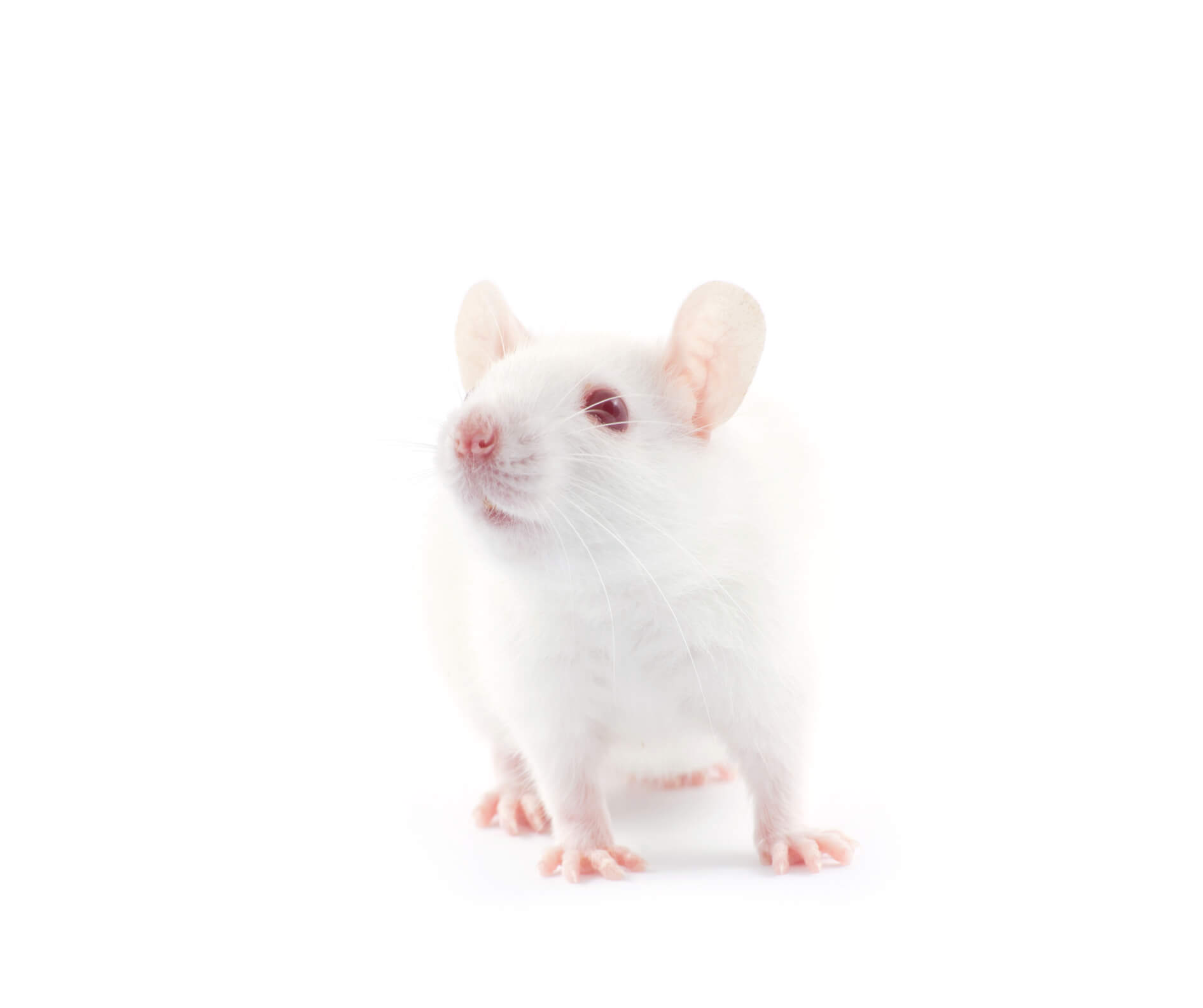 Rats